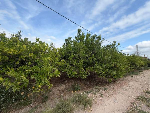 Terreno en Molins-Campaneta-San Bartolomé, Orihuela photo 2