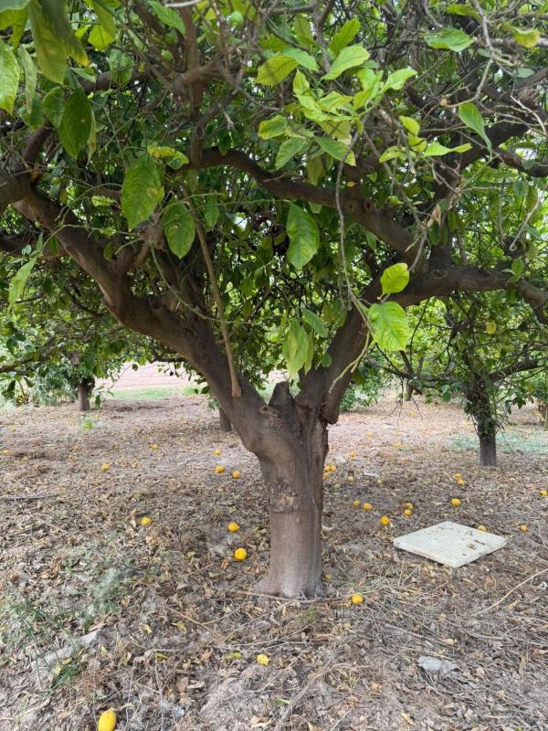 Działka na sprzedaż w Orihuela, Alicante photo 5