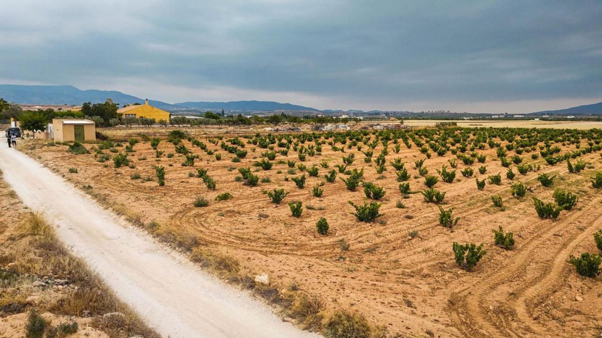 Działka na sprzedaż w Pinoso, Alicante photo 3