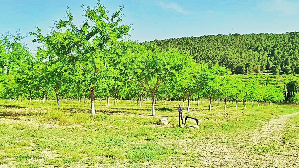 Terreno en venta en La Romana, Alicante photo 2
