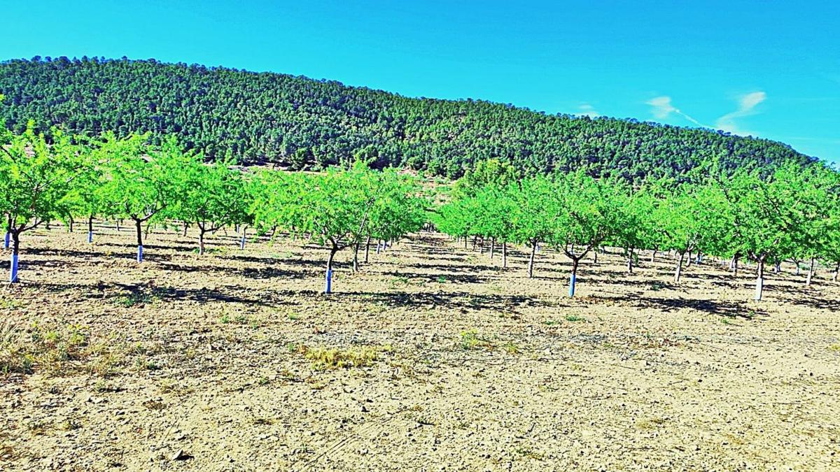 Terreno en venta en La Romana, Alicante photo 3