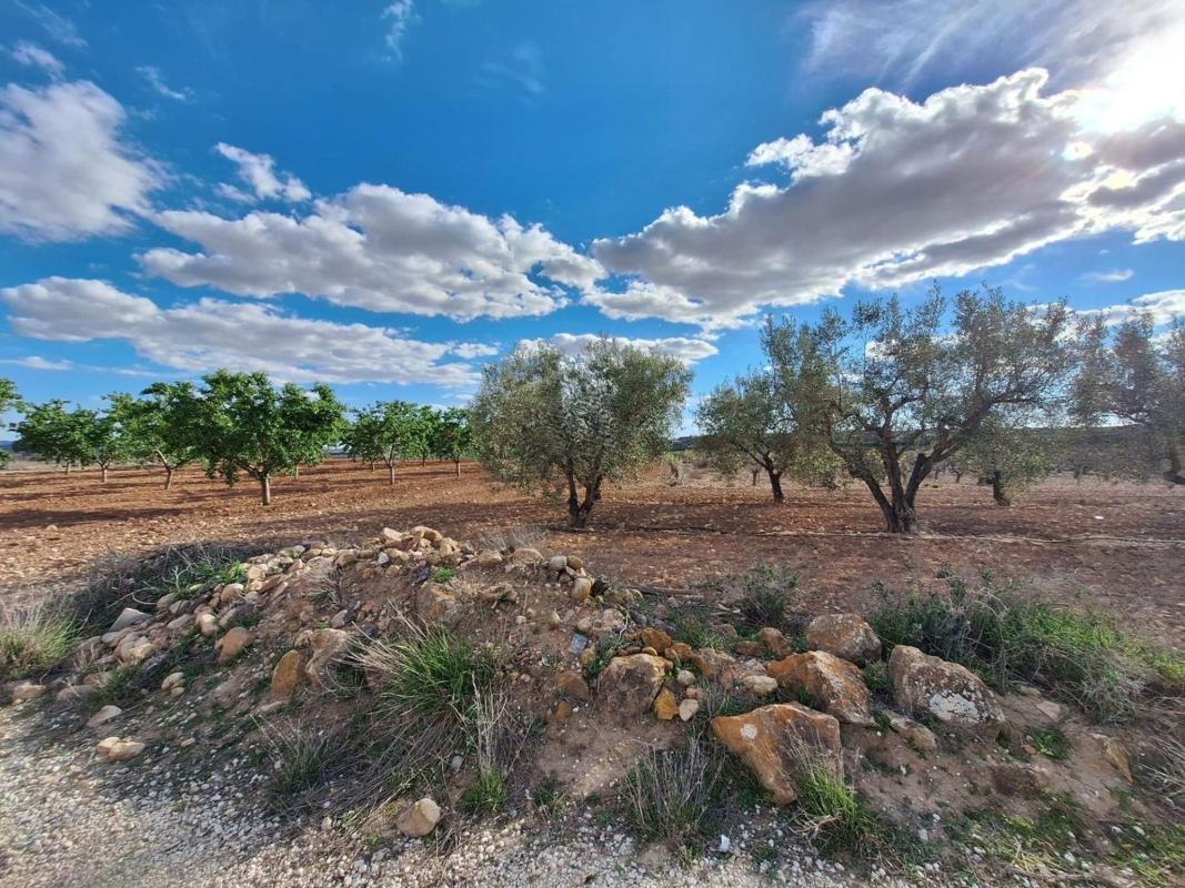 Land for sale in Pinoso, Alicante photo 3