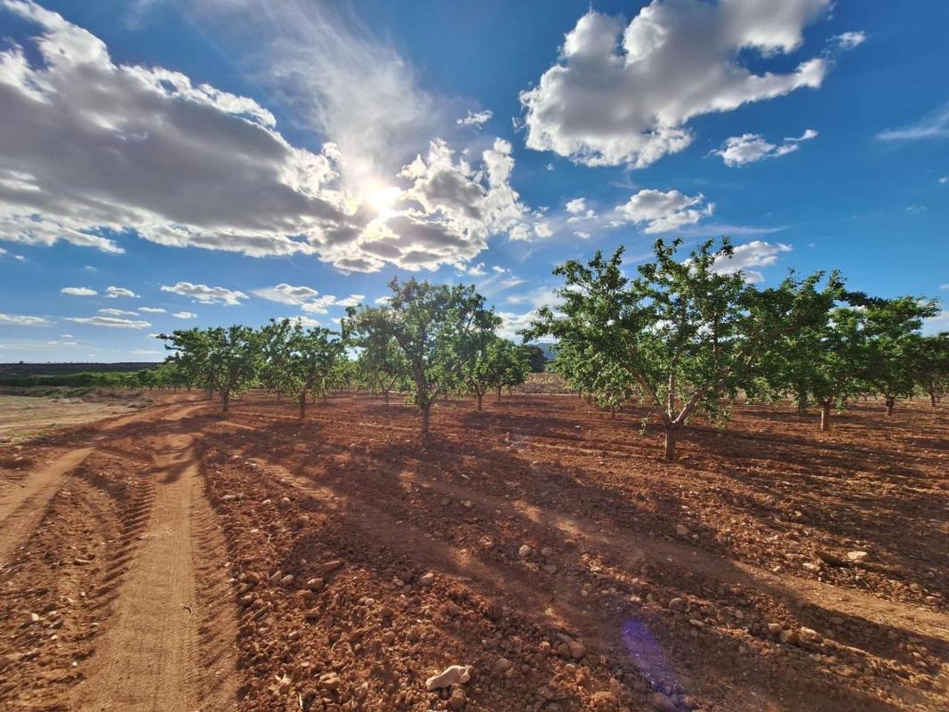 Land for sale in Pinoso, Alicante photo 4