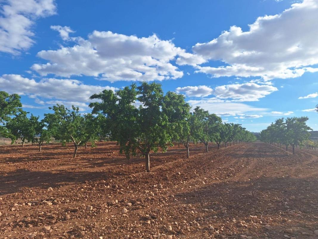Land for sale in Pinoso, Alicante photo 5