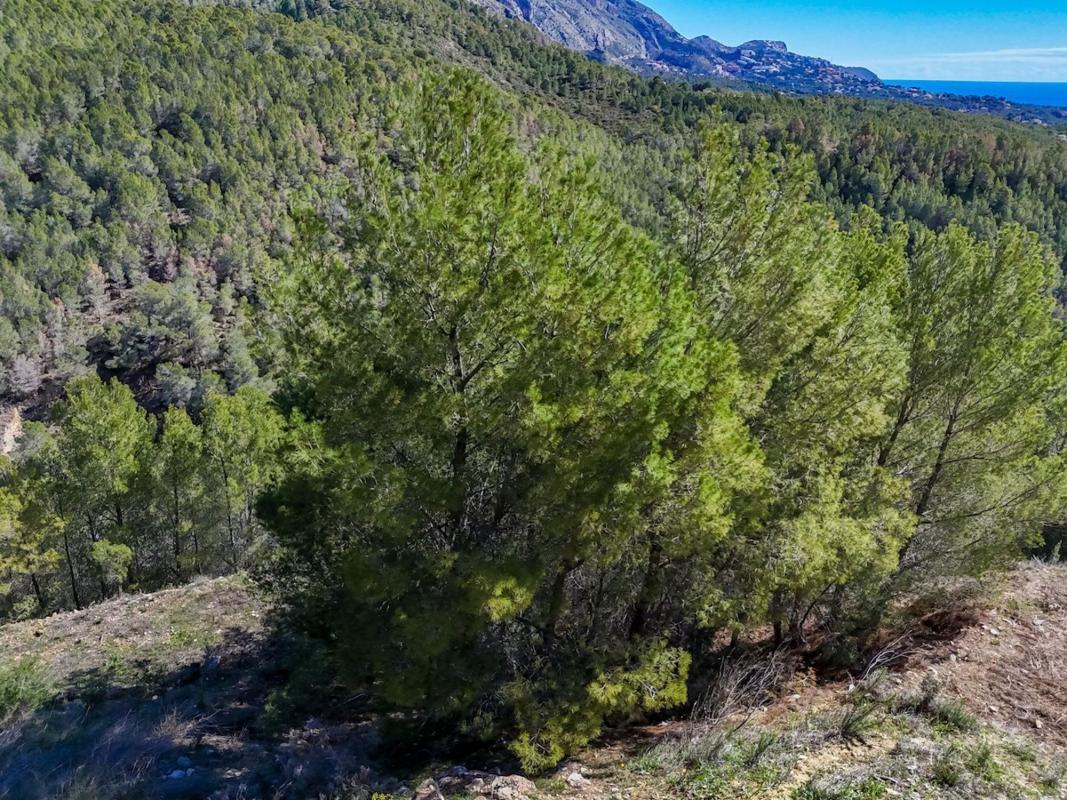 Terreno en venta en Altea, Alicante photo 5