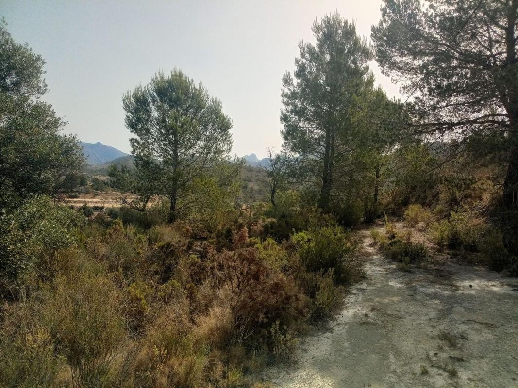 Land for sale in Relleu, Alicante photo 3
