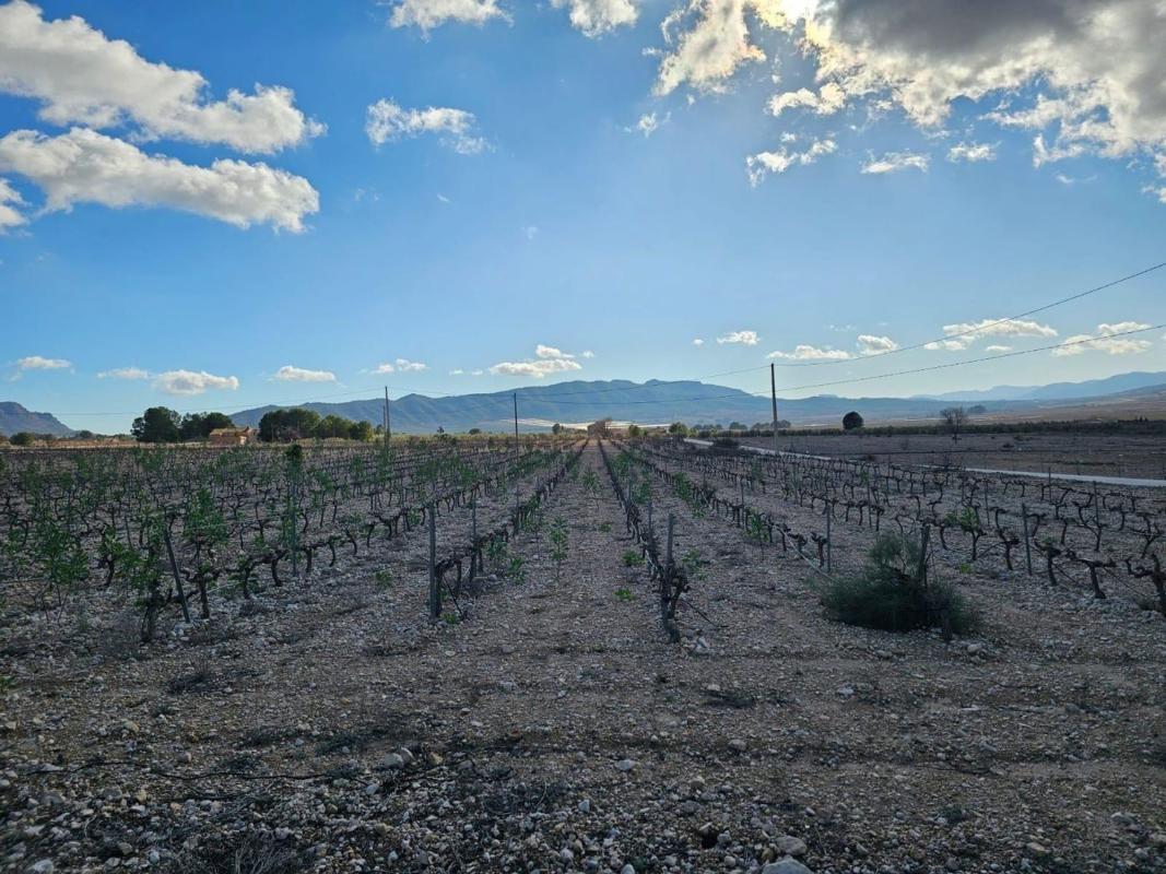 Land for sale in Salinas, Alicante photo 4