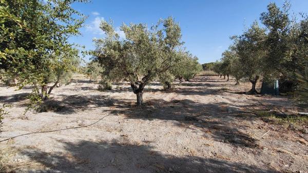 Rustic farm for sale in  Finca rústica en Camino de San Juan, Las Tiesas, Villena , Villena photo 4