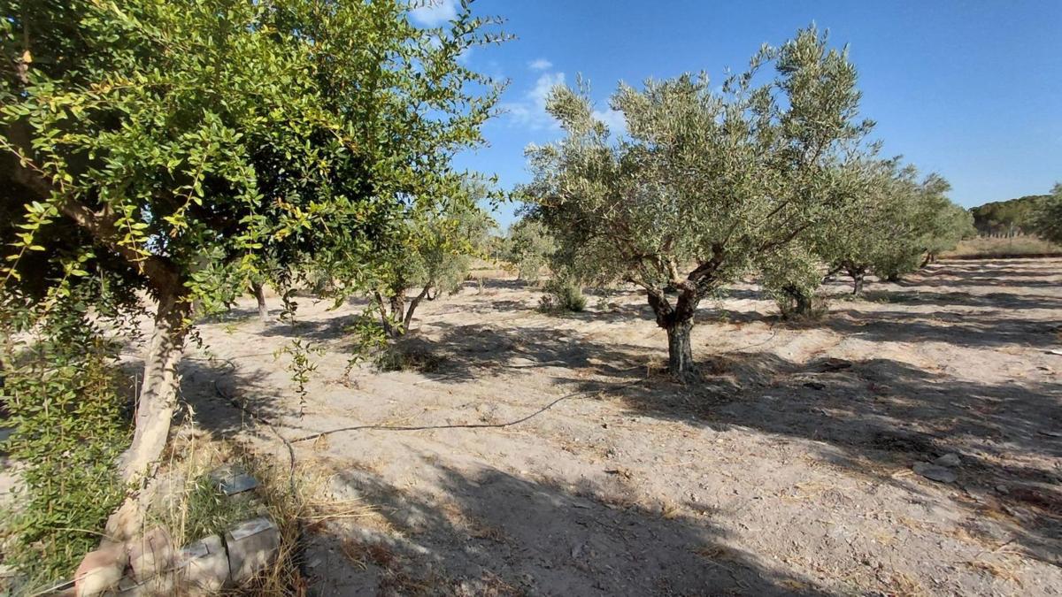 Venta de finca rústica en  Finca rústica en Camino de San Juan, Las Tiesas, Villena , Villena photo 5