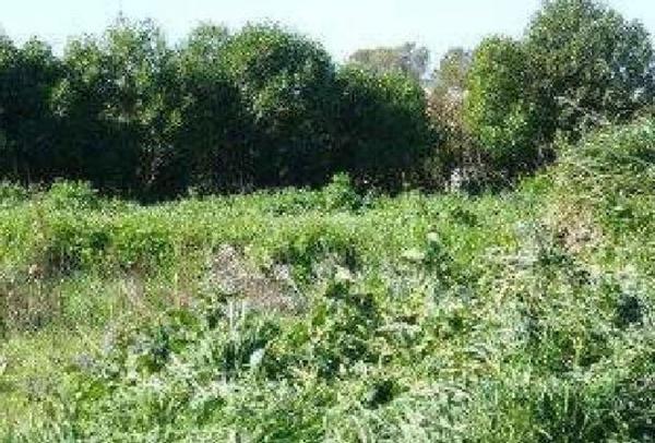 Terreno en Avenida de la Atalaya, 9 Pol. 9, Ctra Jerez-Ctra del Puerto, Sanlúcar de Barrameda thumbnail 1