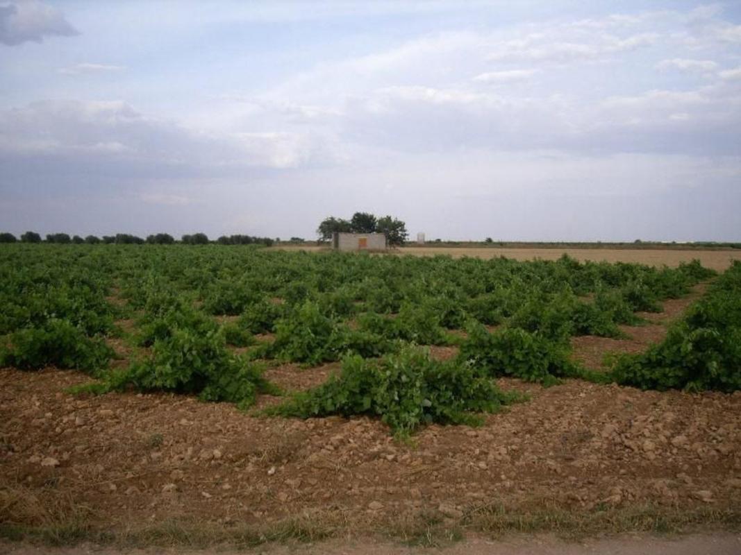 Terreno en venta en Socuéllamos, Ciudad Real photo 3