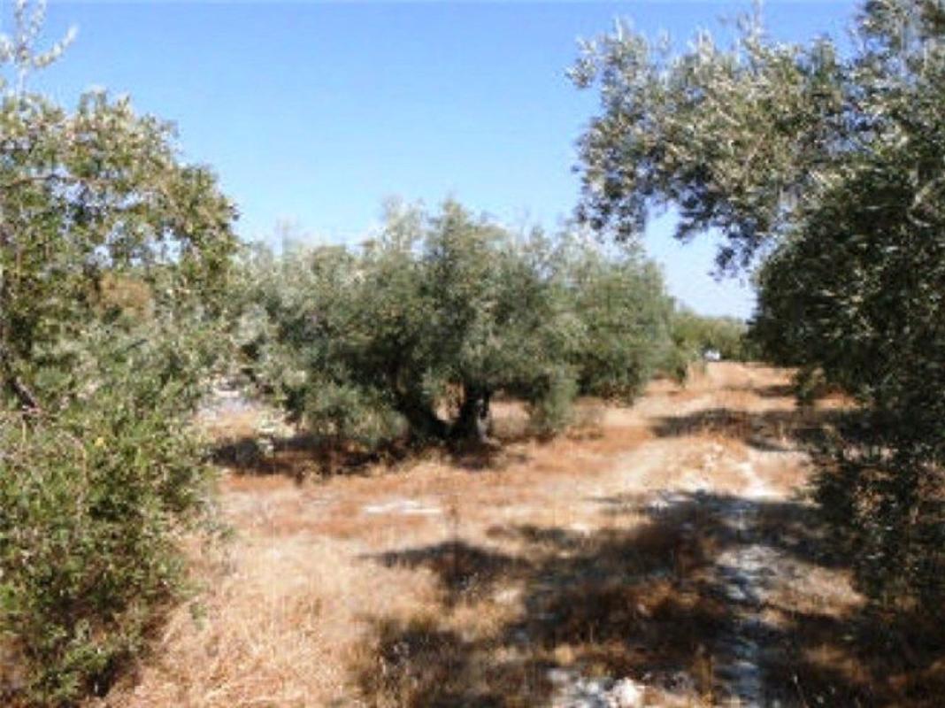 Участок земли на продажу в Баэна, Кórdoba photo 1
