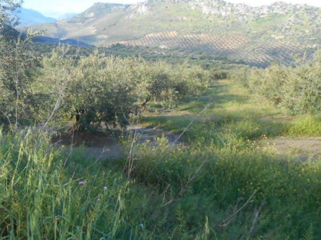 Участок земли на продажу в Приэго-де-Кордова, Кórdoba photo 1