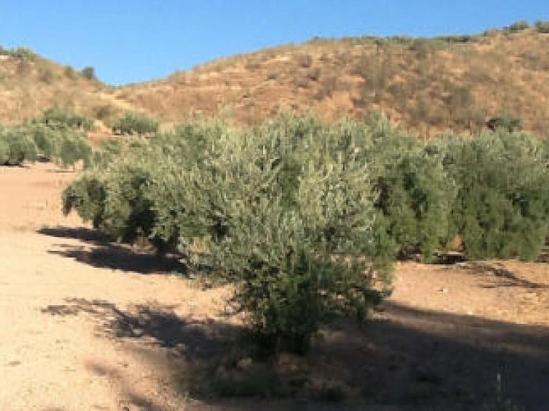 Участок земли на продажу в Приэго-де-Кордова, Кórdoba photo 1