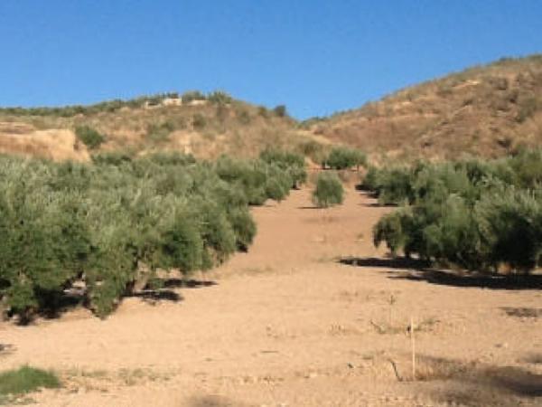Terreno en Co-8201, Priego de Córdoba thumbnail 1