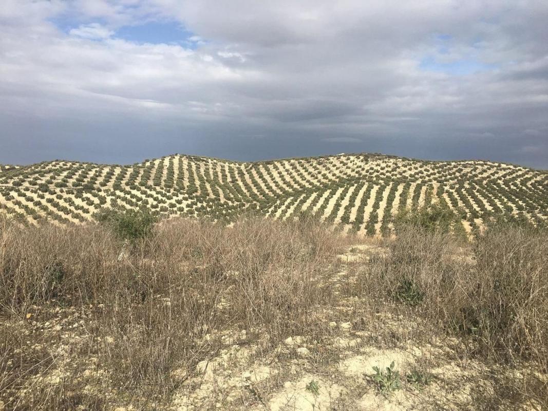 Terreno en venta en Aguilar de la Frontera, Córdoba photo 1