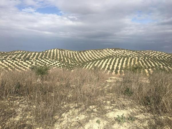 Terreno en Aguilar de la Frontera photo 1