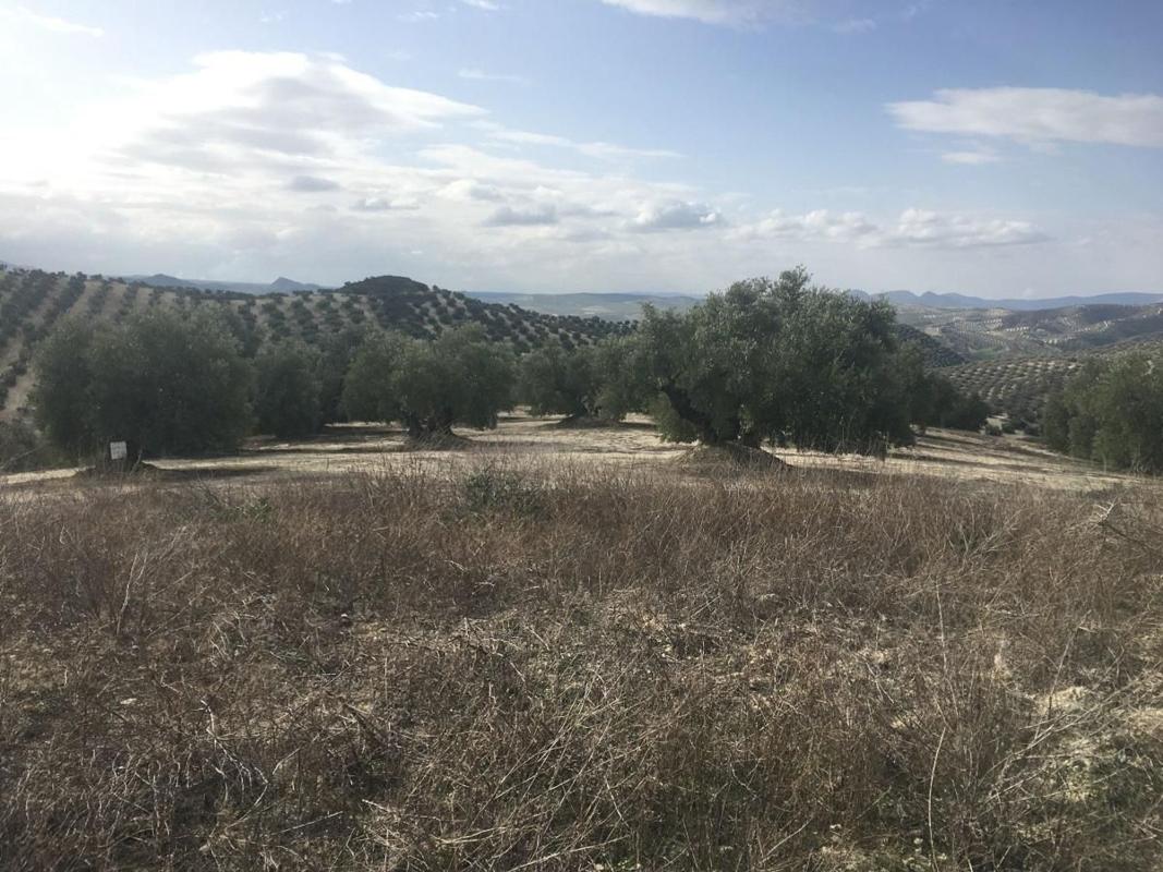 Terreno en venta en Aguilar de la Frontera, Córdoba photo 2
