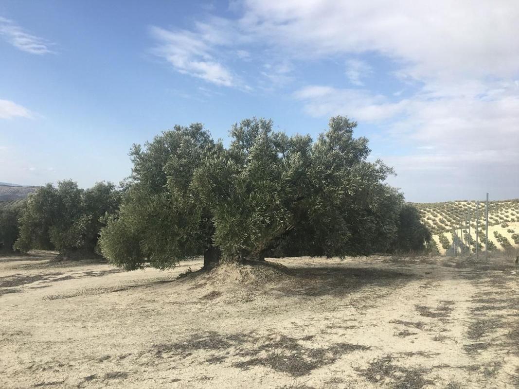 Terreno en venta en Aguilar de la Frontera, Córdoba photo 3