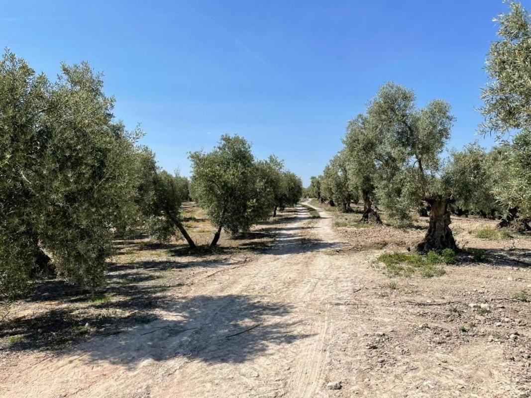 Terreno en venta en Aguilar de la Frontera, Córdoba photo 5