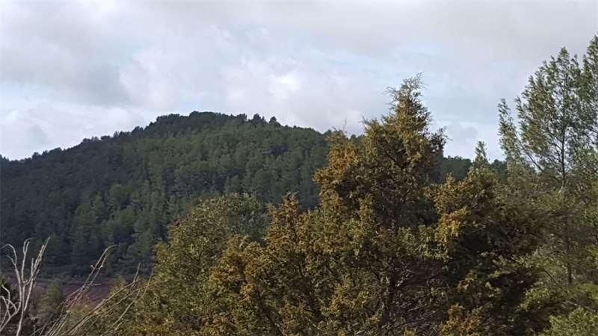 Land for sale in Enguidanos, Cuenca photo 3