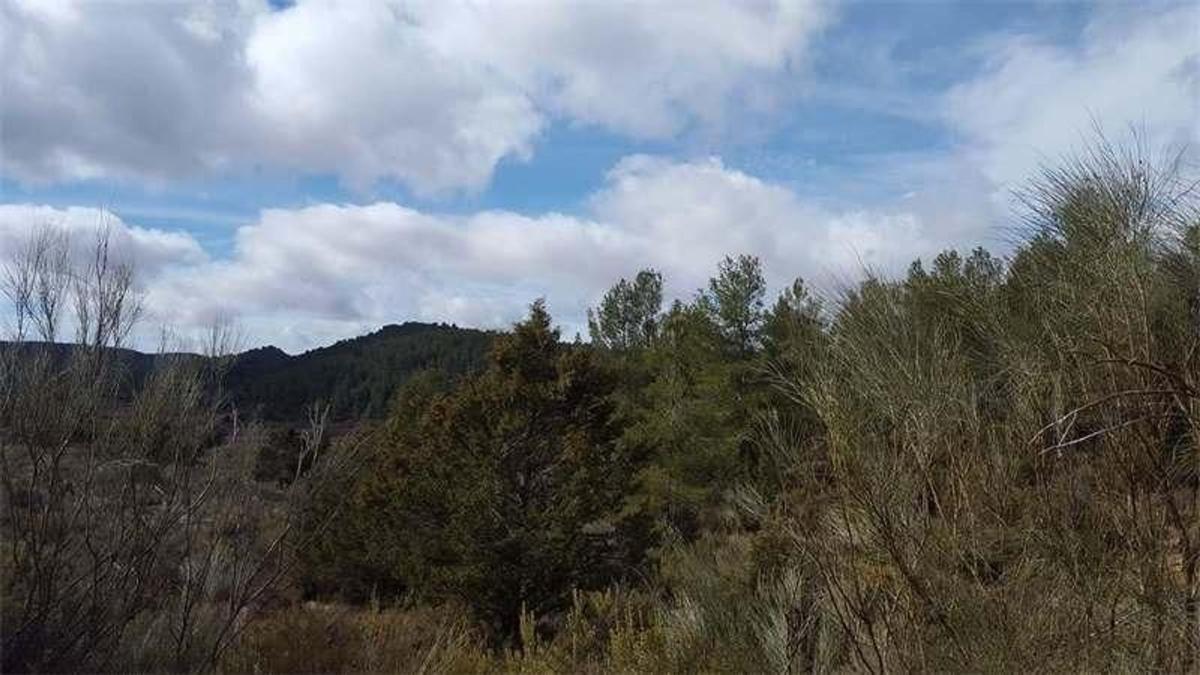 Land for sale in Enguidanos, Cuenca photo 4