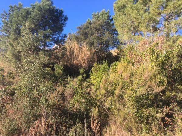 Terreno en Calle Lliris, 16, Riudarenes photo 4