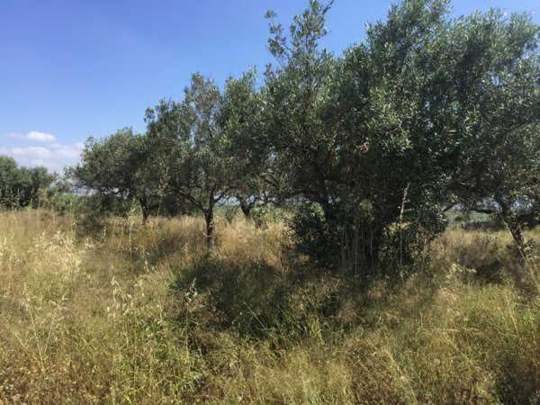 Terreno en Sant Joan de Mollet photo 1