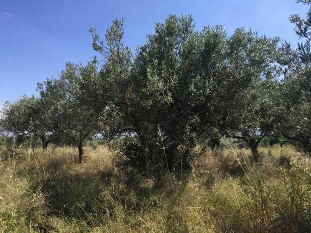 Działka na sprzedaż w Sant Joan de Mollet, Girona photo 5