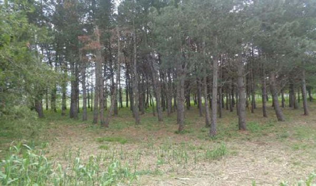 Terreno en venta en Riells i Viabrea, Girona photo 3