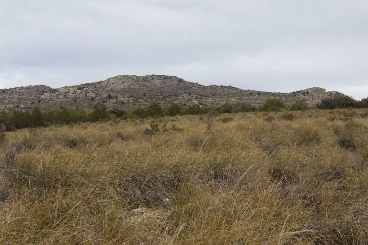 Land for sale in Puebla de Don Fadrique, Granada photo 4