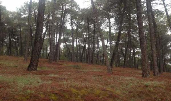 Terreno en Dilar photo 3