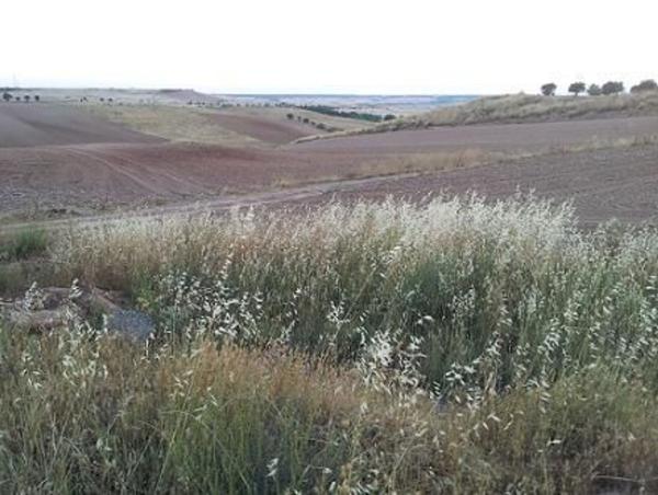 Terreno en Calle Sector Urbanizable 3, 3, Tortola de Henares photo 1