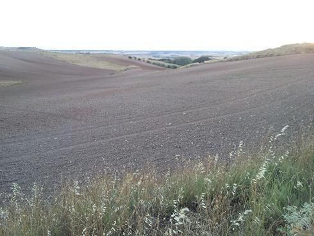 Land for sale in Tortola de Henares, Guadalajara photo 4
