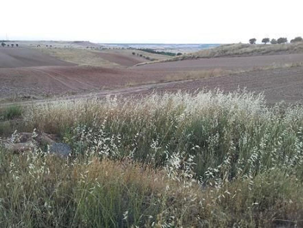 Land for sale in Tortola de Henares, Guadalajara photo 1