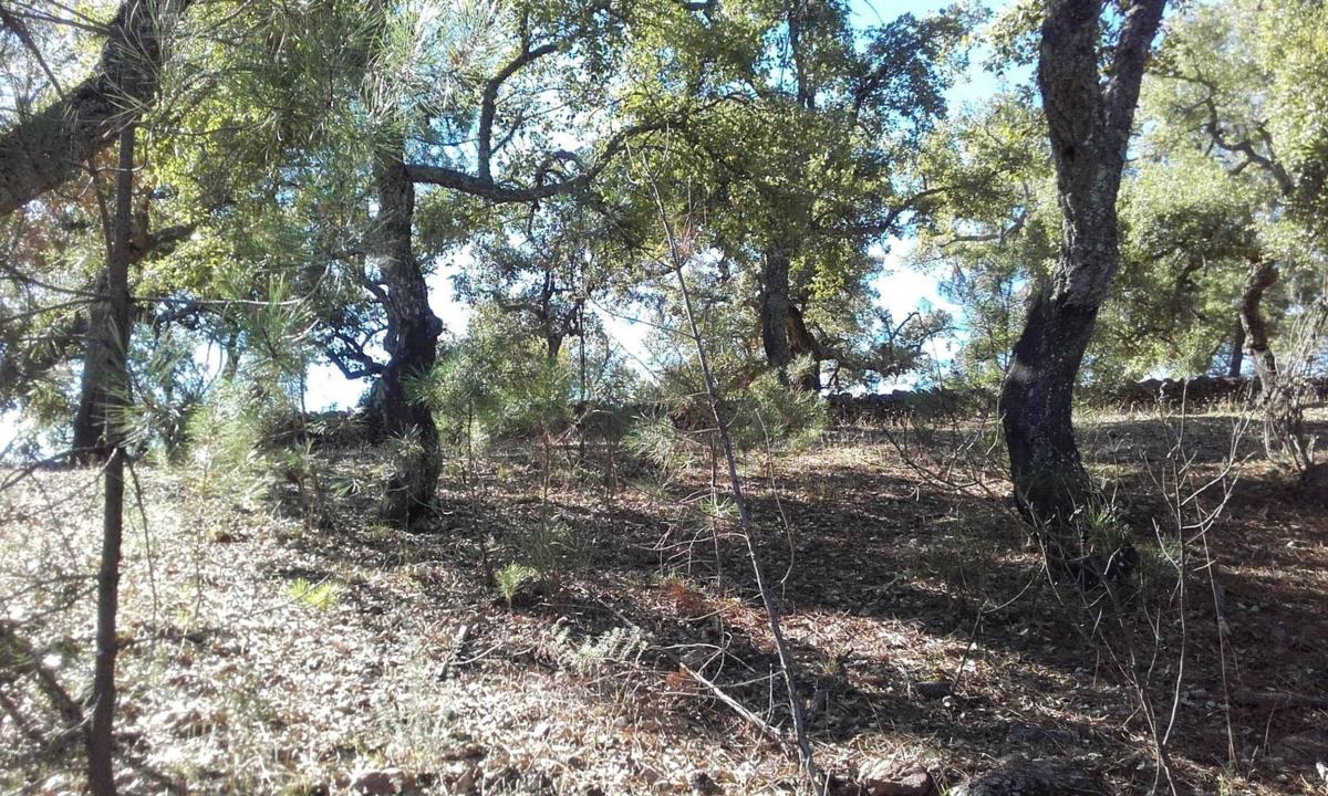 Land for sale in Valdelarco, Huelva photo 1