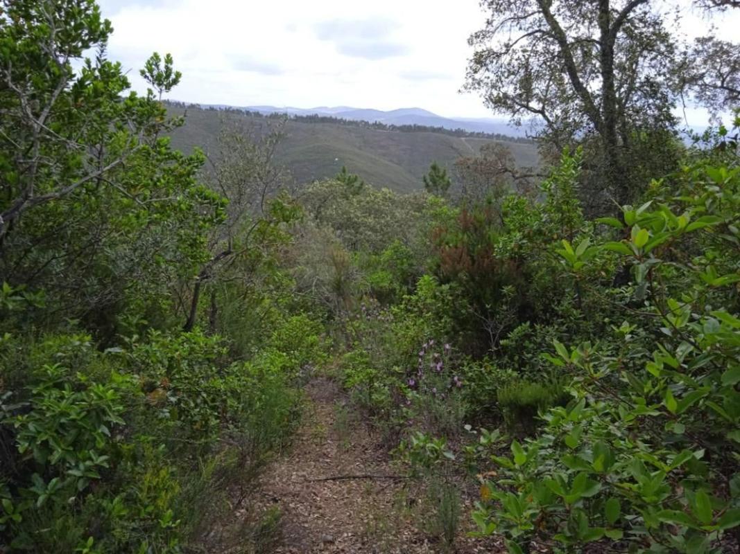 Land for sale in Valdelarco, Huelva photo 3