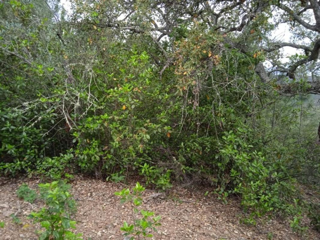 Land for sale in Valdelarco, Huelva photo 5
