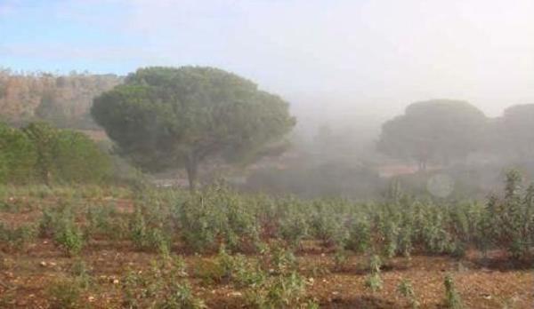 Terreno en Plaza de España, La Palma del Condado photo 1