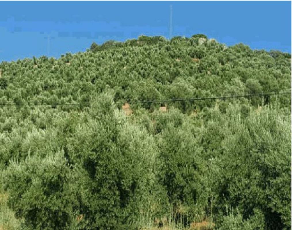 Działka na sprzedaż w Navas de San Juan, Jaén photo 4