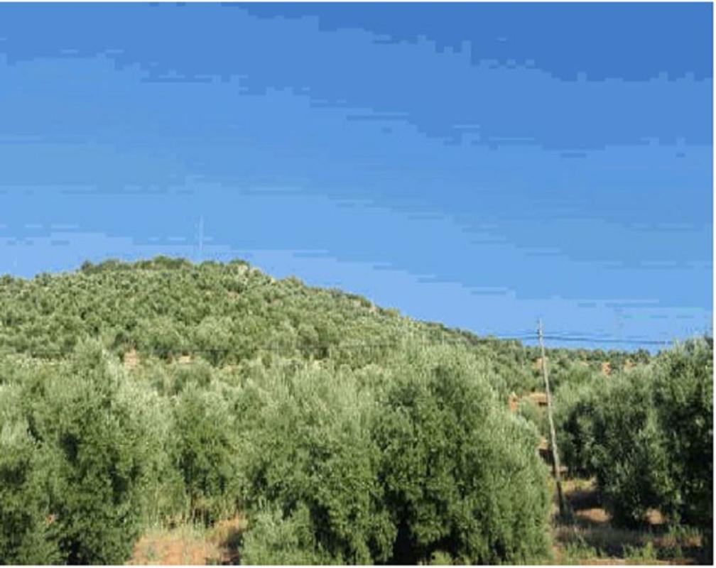 Działka na sprzedaż w Navas de San Juan, Jaén photo 5