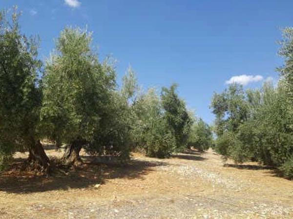 Terreno en Camino del Cerro de la Hoyera, Arroyo del Ojanco thumbnail 1
