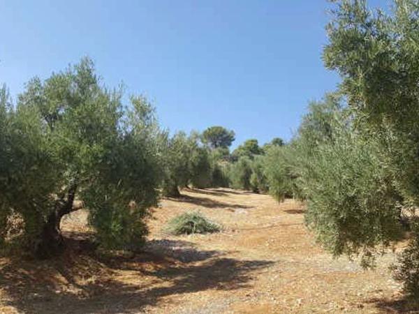 Terreno en Camino del Cerro de la Hoyera, Arroyo del Ojanco photo 4
