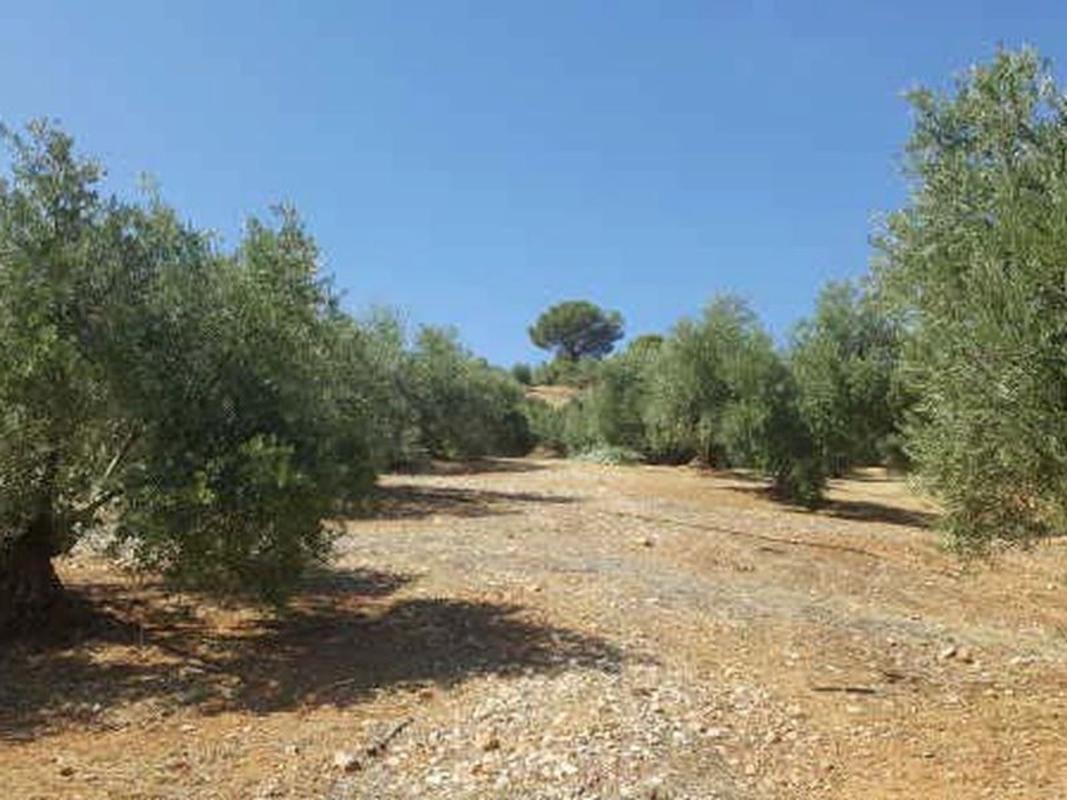 Terreno en venta en Arroyo del Ojanco, Jaén photo 5