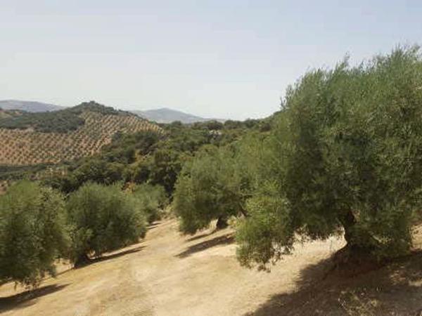 Terreno en Paraje Cañon De Cabrita, Huelma photo 1