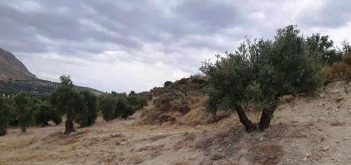 Działka na sprzedaż w Bedmar i Garcíez, Jaén photo 1