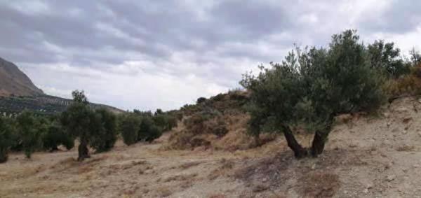 Terreno en A-401, Bedmar y Garcíez photo 1