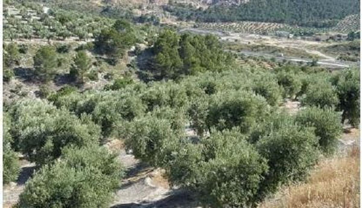 Działka na sprzedaż w Pegalajar, Jaén photo 1