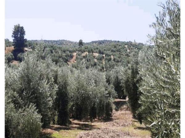 Terreno en Calle Zumel s/n, Alcantarilla - La Glorieta, Jaén thumbnail 2