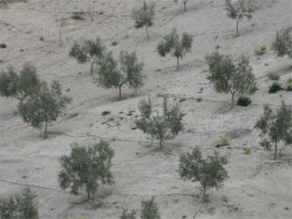 Terreno en Quesada photo 2